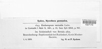 Endomyces vernalis image